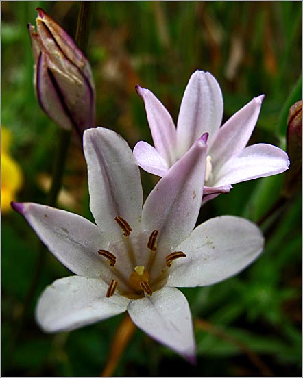 sm 352 Marsh Triteleia.jpg - Marsh Triteleia (Triteleia peduncularis): The individual flowers were about ½" across.